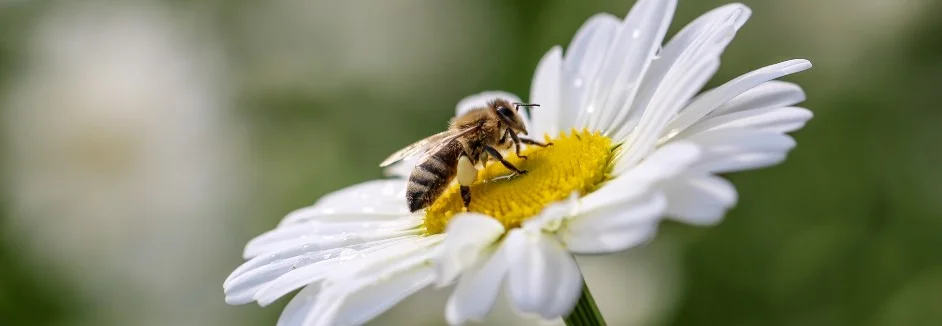Biene auf Gänseblümchen